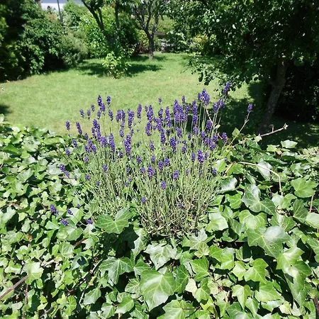 Ferienwohnung In Langewiese Sauerland Mit Garten, Cleaning Included Winterberg